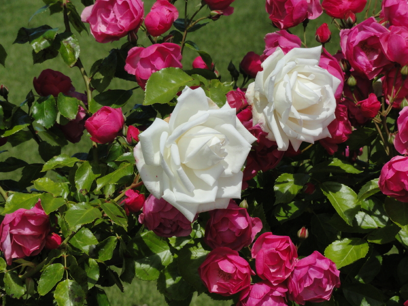 img0014.jpg