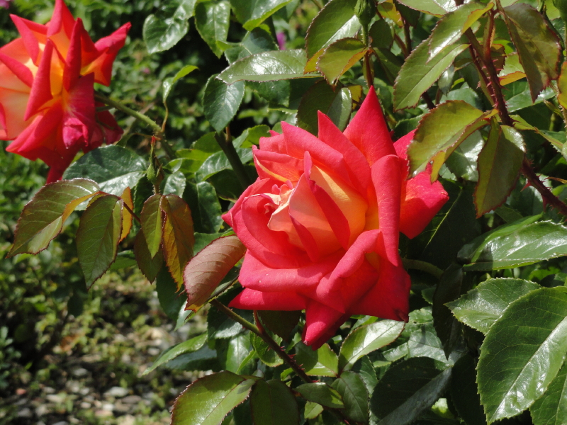 img0021.jpg
