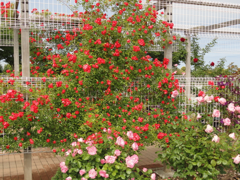 img0039.jpg