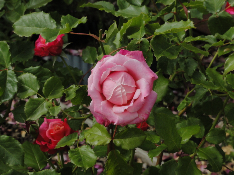 img0041.jpg