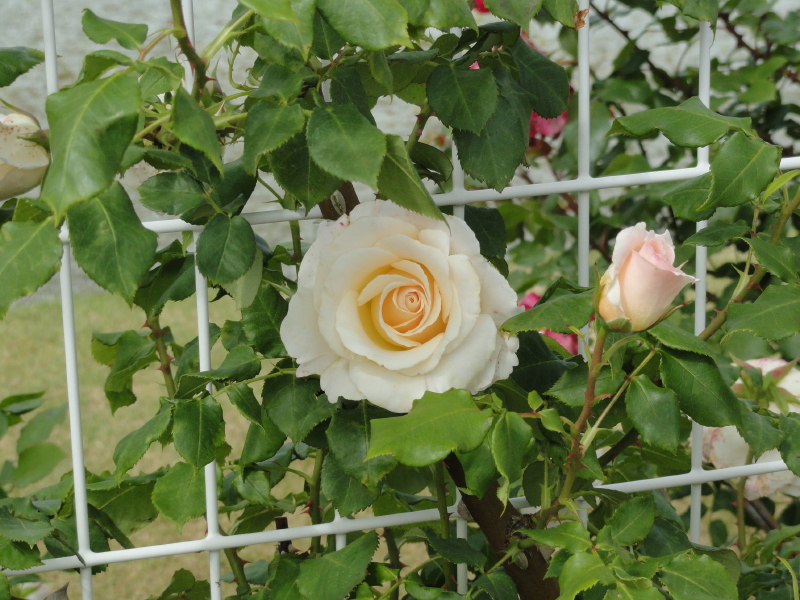 img0062.jpg
