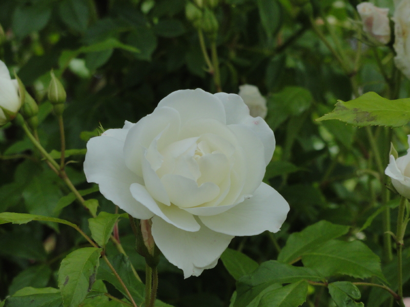 img0067.jpg