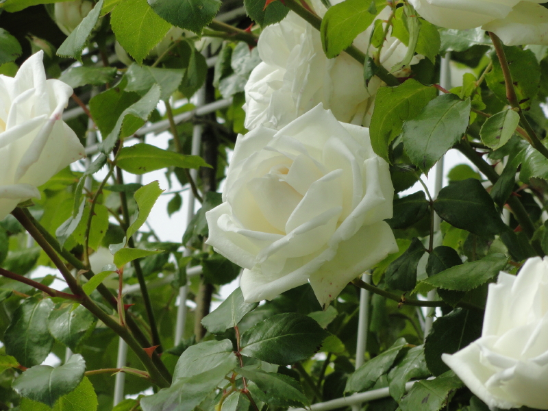 img0069.jpg