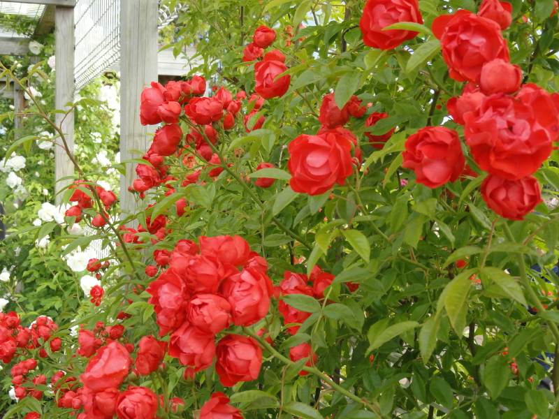 img0072.jpg