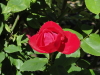 img0001.jpg