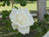 img0004.jpg