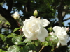 img0006.jpg