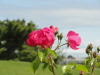 img0018.jpg