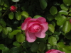 img0035.jpg
