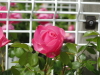 img0036.jpg