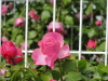 img0037.jpg