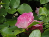 img0040.jpg