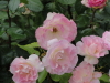 img0046.jpg