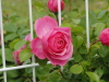 img0048.jpg