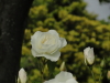 img0056.jpg