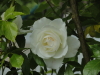 img0068.jpg