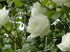img0069.jpg