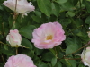 img0085.jpg