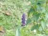 img0099.jpg