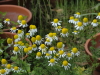 img0113.jpg