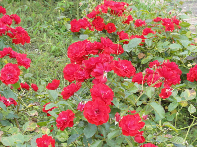 img0009.jpg