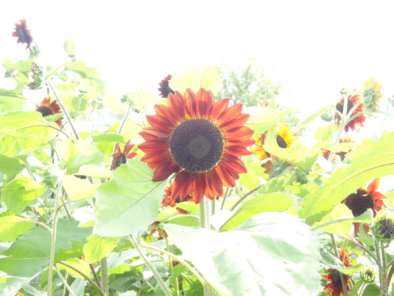 img0040.jpg