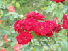 img0008.jpg