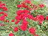 img0009.jpg