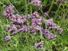 img0038.jpg