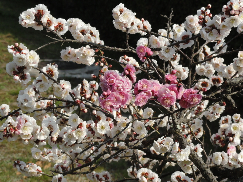img0080.jpg