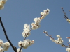 img0068.jpg
