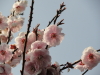 img0077.jpg