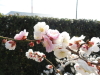 img0086.jpg