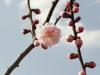 img0101.jpg