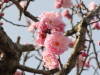 img0131.jpg