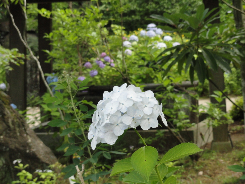 img0039.jpg