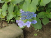 img0001.jpg