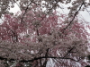 img0006.jpg