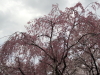 img0010.jpg