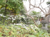 img0033.jpg