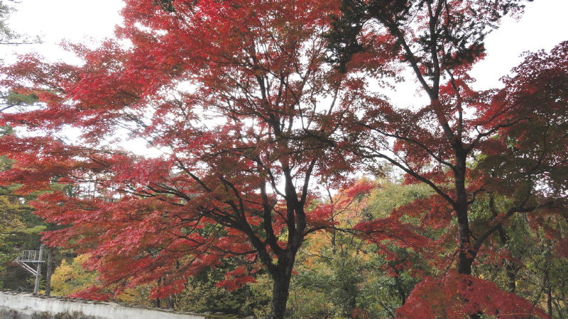 img0010.jpg