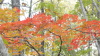 img0036.jpg