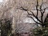 img0011.jpg
