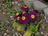 img0017.jpg