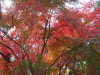 img0015.jpg