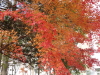 img0003.jpg