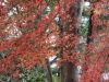 img0015.jpg