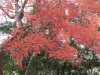 img0018.jpg