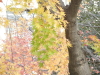 img0033.jpg