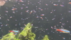 img0033.jpg